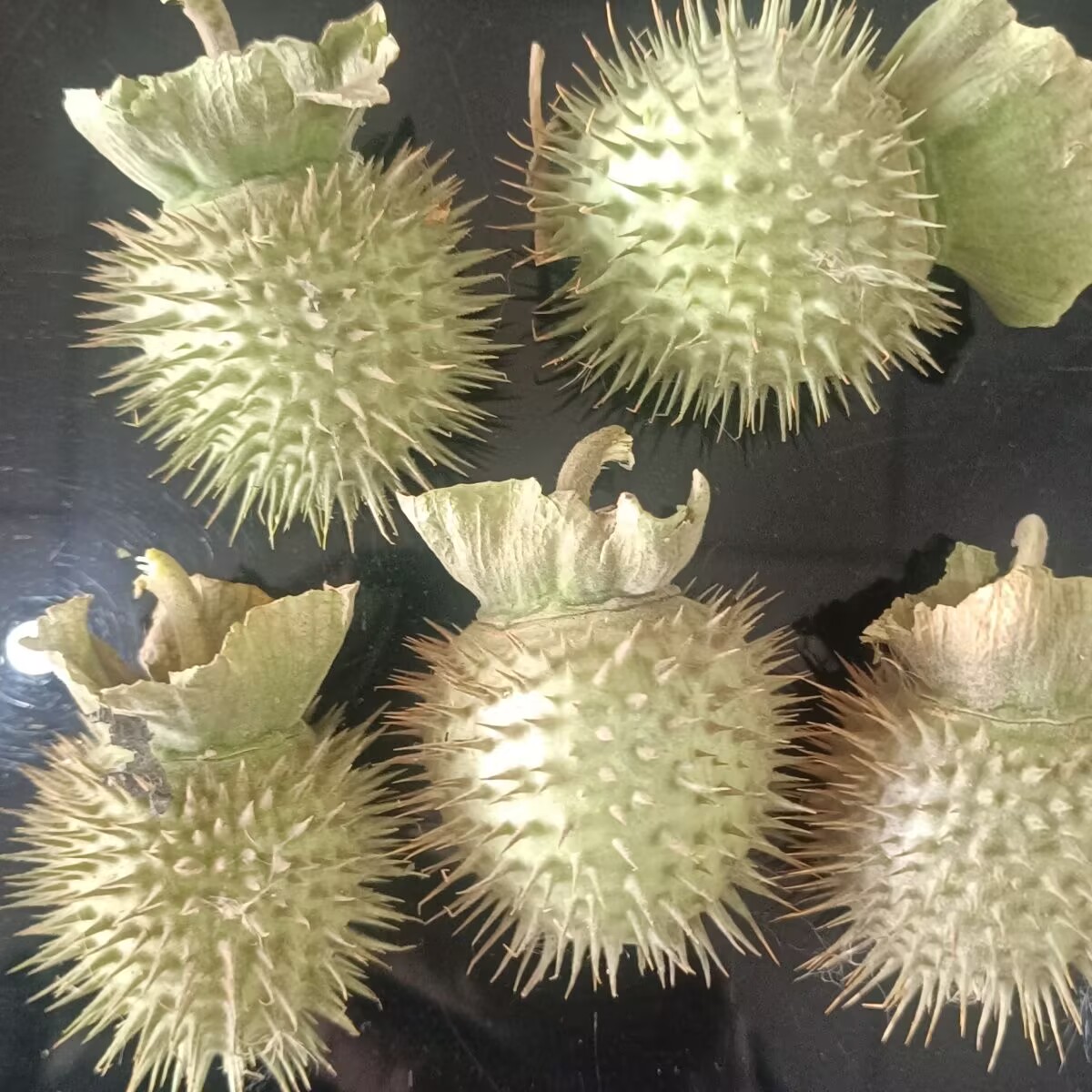 High-Quality Natural Dried Dat - Potpourri Dried Flower 评论和价格