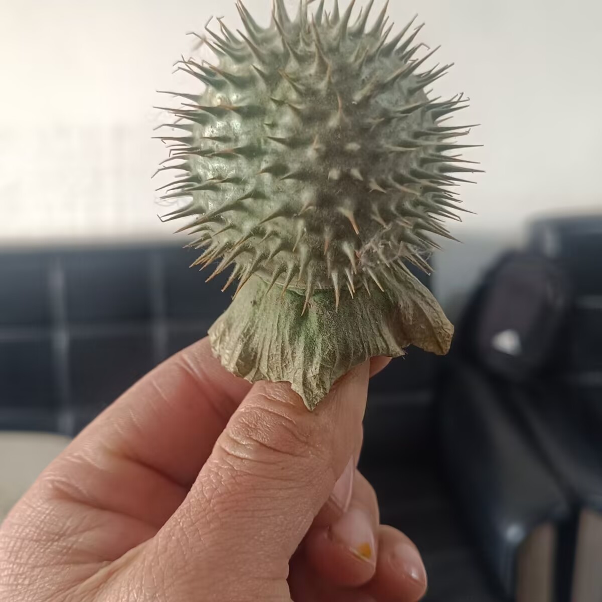 High-Quality Natural Dried Dat - Potpourri Dried Flower 评论和价格