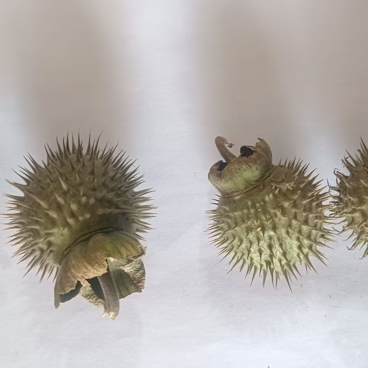 High-Quality Natural Dried Dat - Potpourri Dried Flower 评论和价格