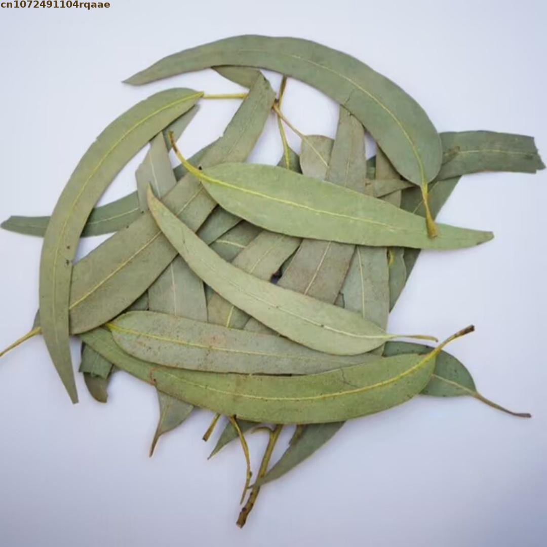 High-quality Natural Dried Euc - Potpourri Dried Flower 评论和价格