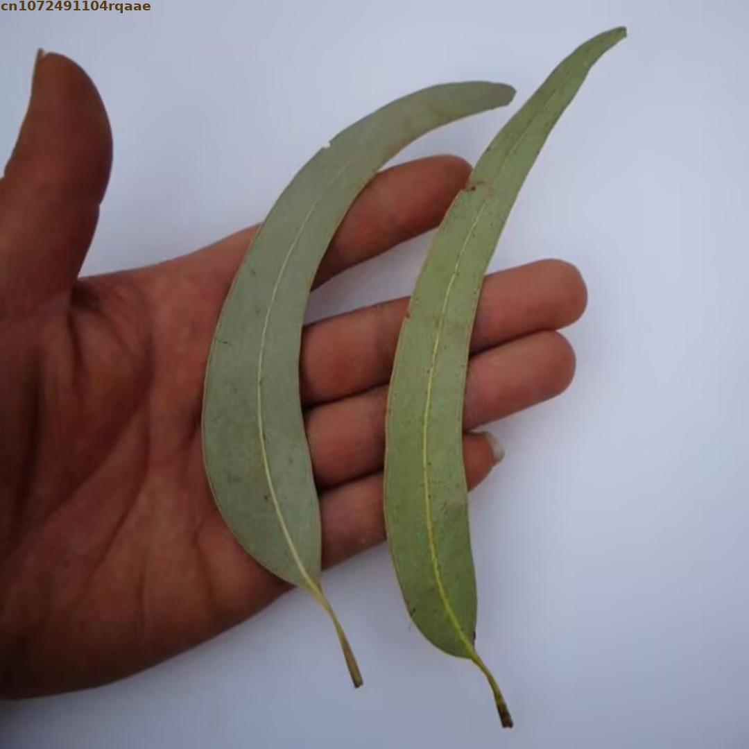 High-quality Natural Dried Euc - Potpourri Dried Flower 评论和价格